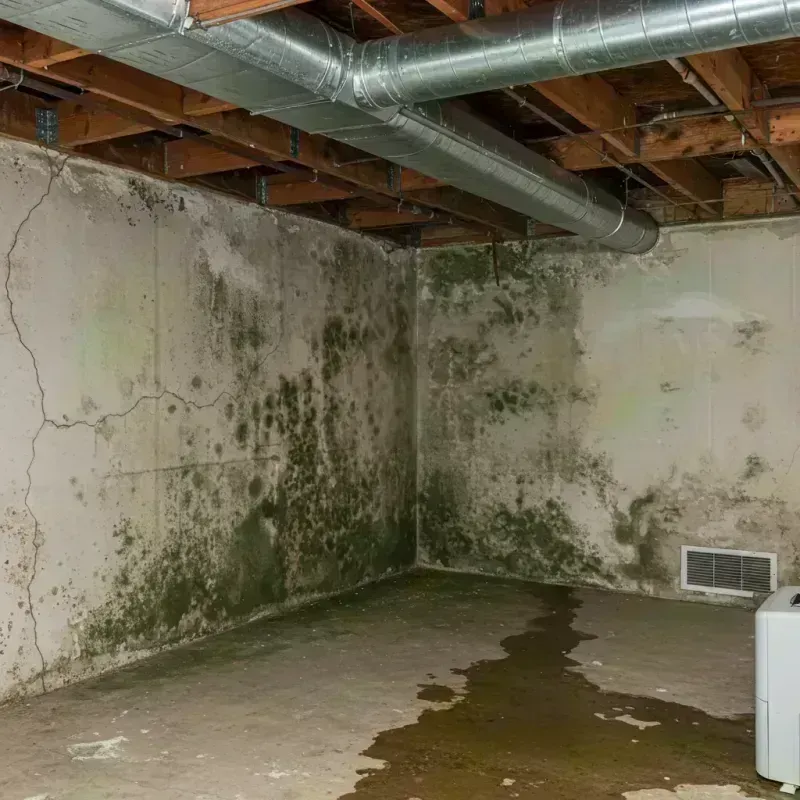 Professional Mold Removal in Langdon, ND